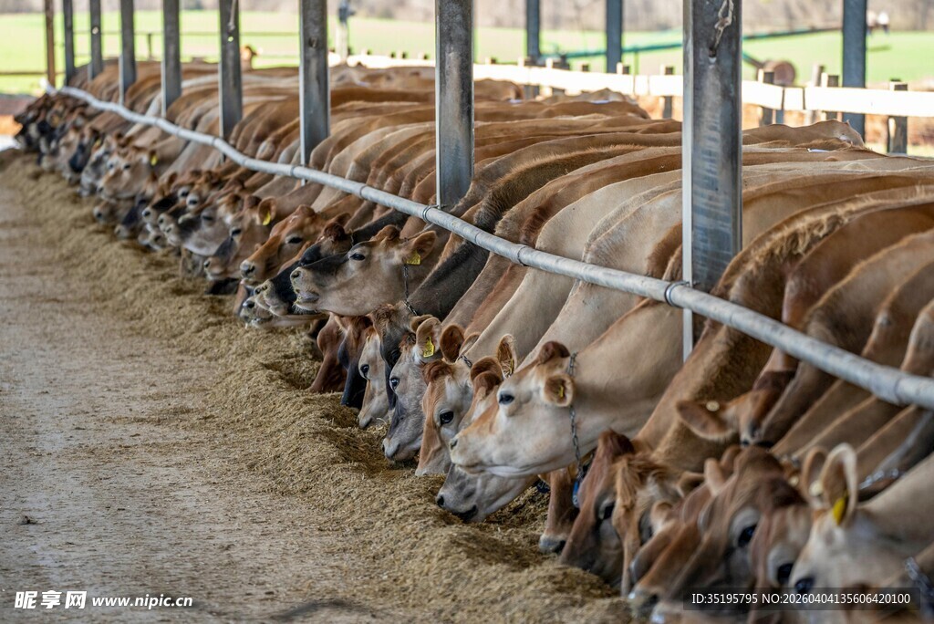 牛群在围栏内进食