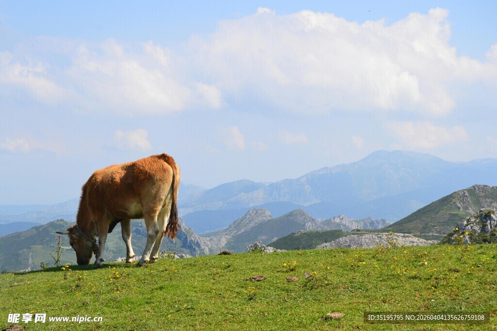 草原上的牛与远山美景