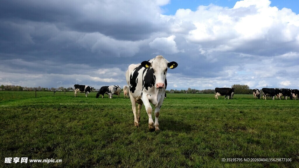草原上漫步的黑白花奶牛