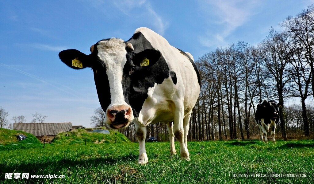 草地上的黑白花奶牛