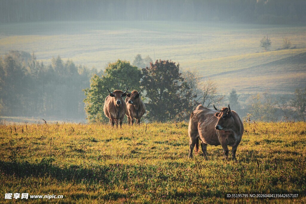 晨雾中牧场上的几头牛
