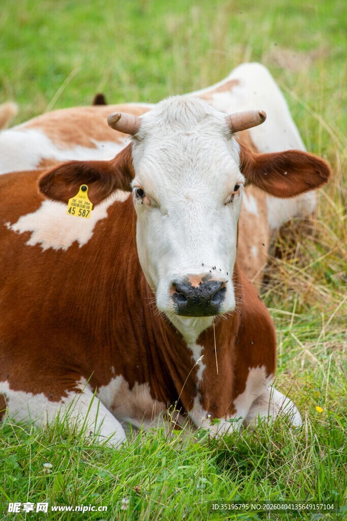草地上休憩的棕白相间奶牛