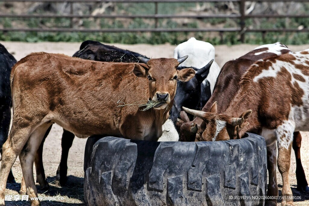 小牛群围绕黑色食槽进食