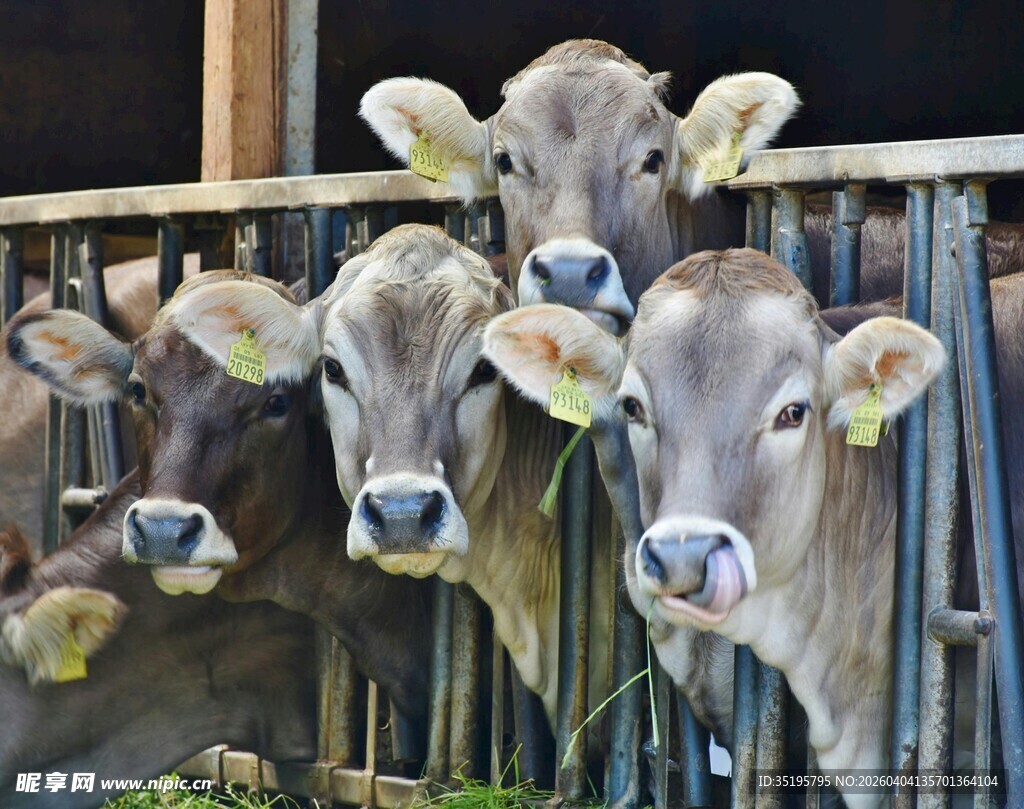围栏边的几头可爱小牛