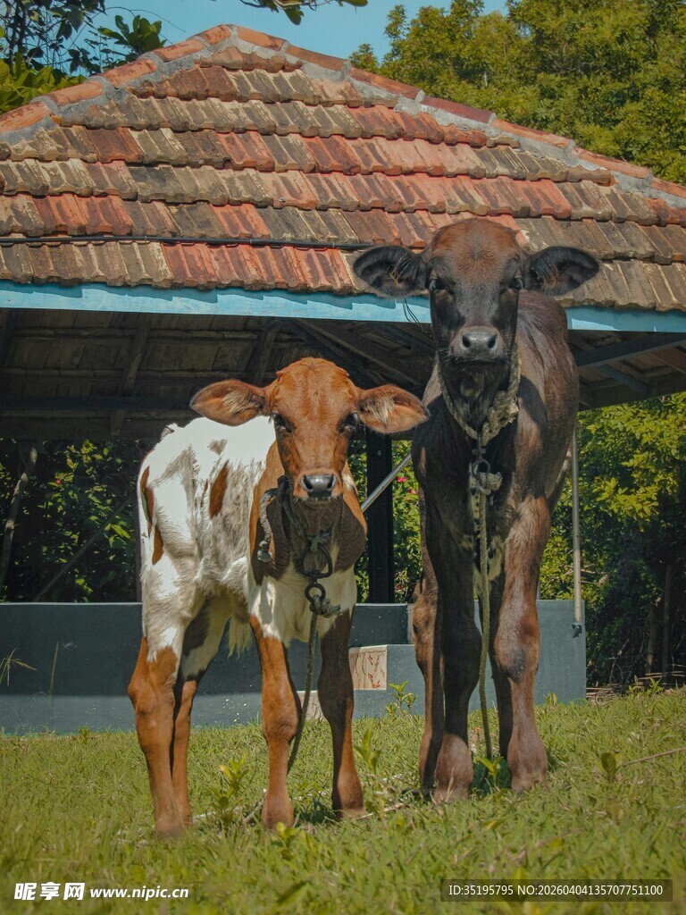 草地上的两头小牛