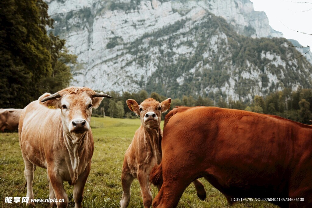 山间草地的几头奶牛