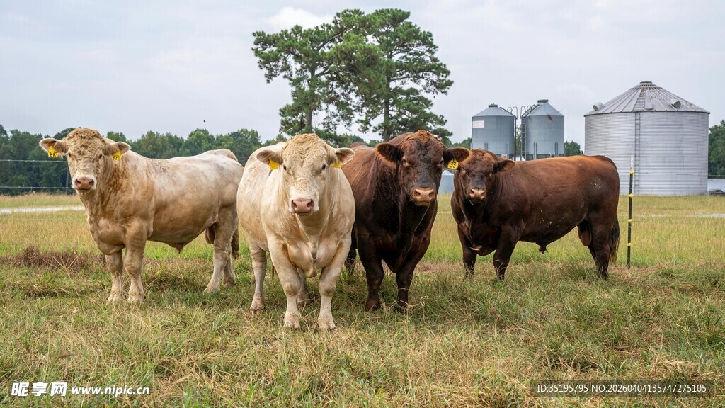 牧场上的几头健壮的牛