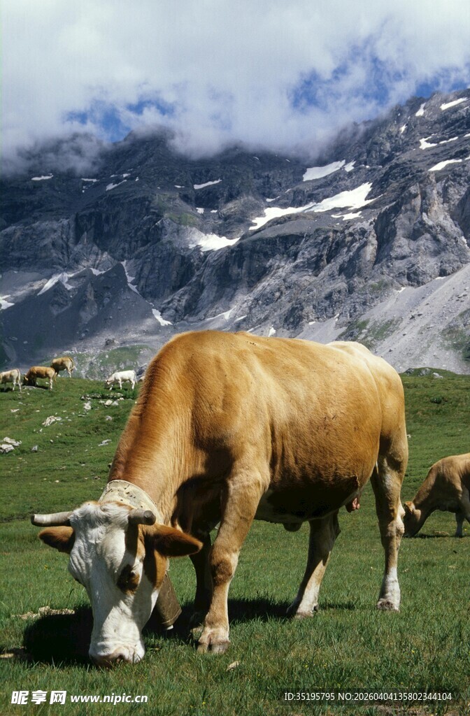 高山牧场上的悠闲黄牛