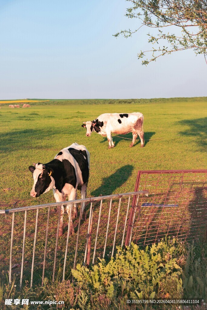 田园中悠闲的黑白花奶牛