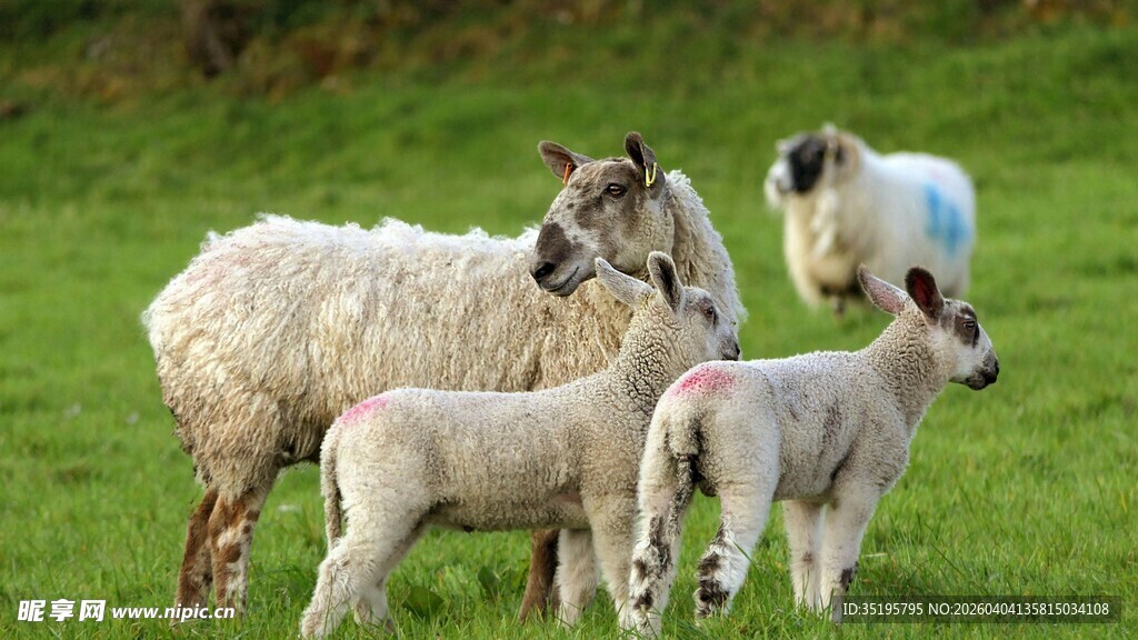 草地上的羊群与小羊羔