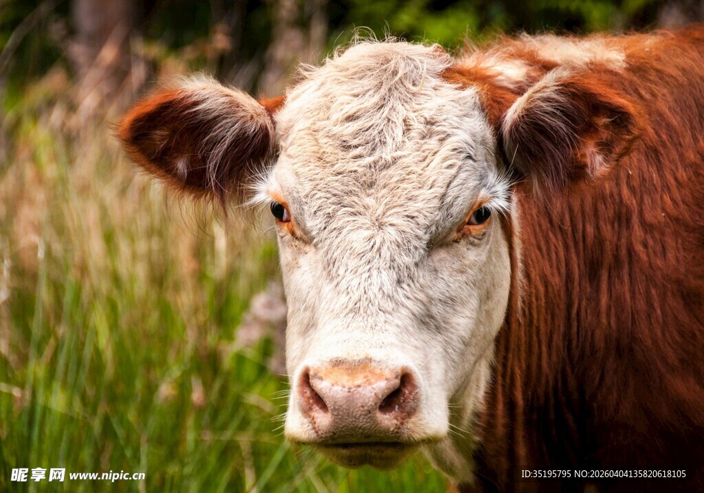 田野中的棕色奶牛