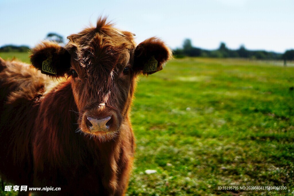 田野中的棕色小牛