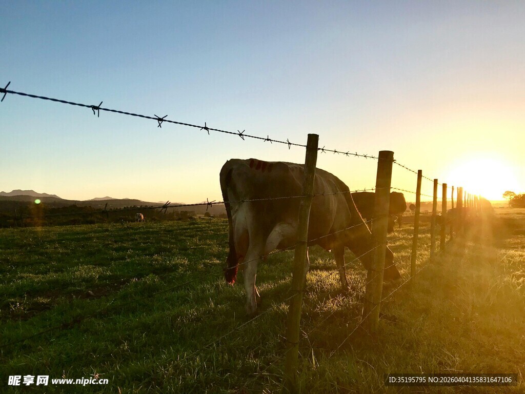 夕阳下牛在牧场的美好画面