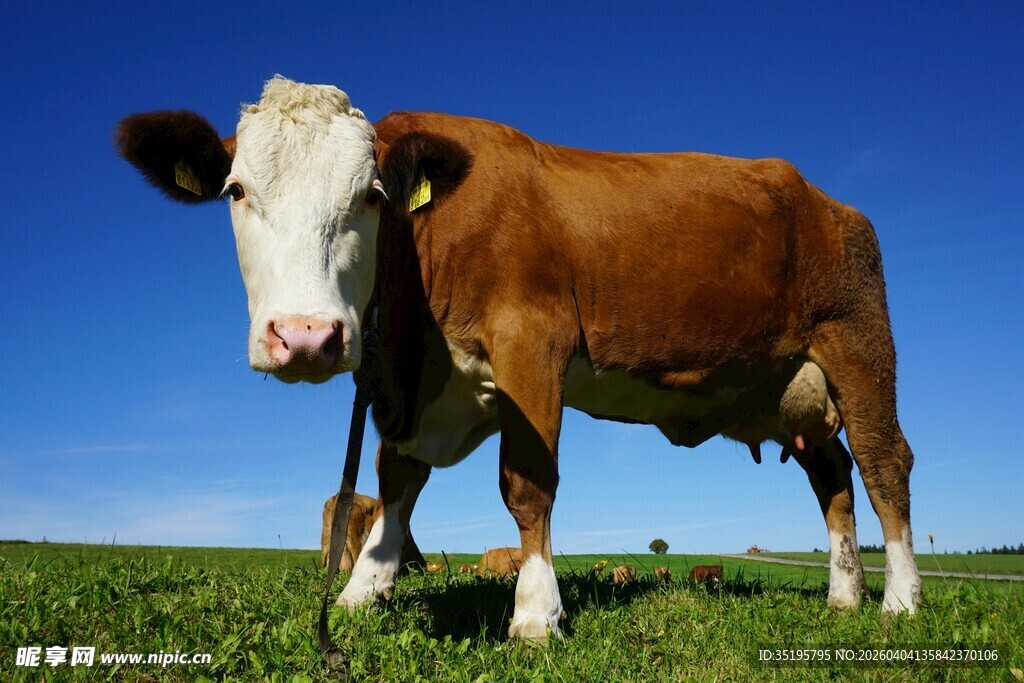 田野中的棕色奶牛