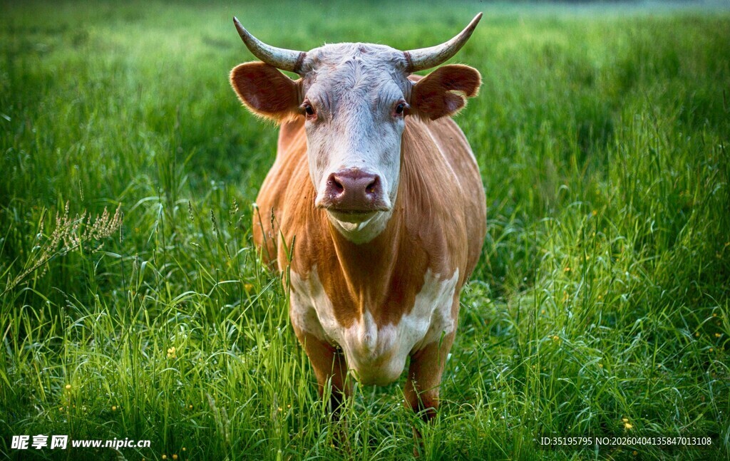 草地上的棕色带角牛