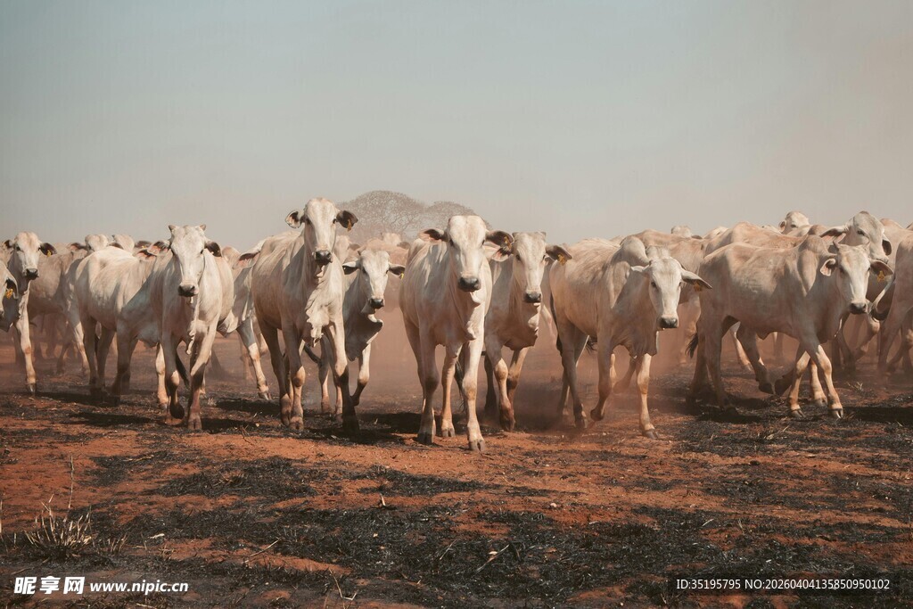 草原上的牛群大迁徙