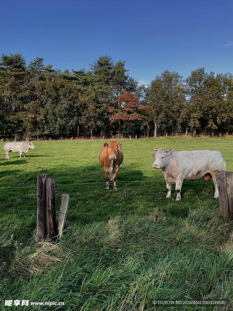 田园牧场景色中的悠闲奶牛