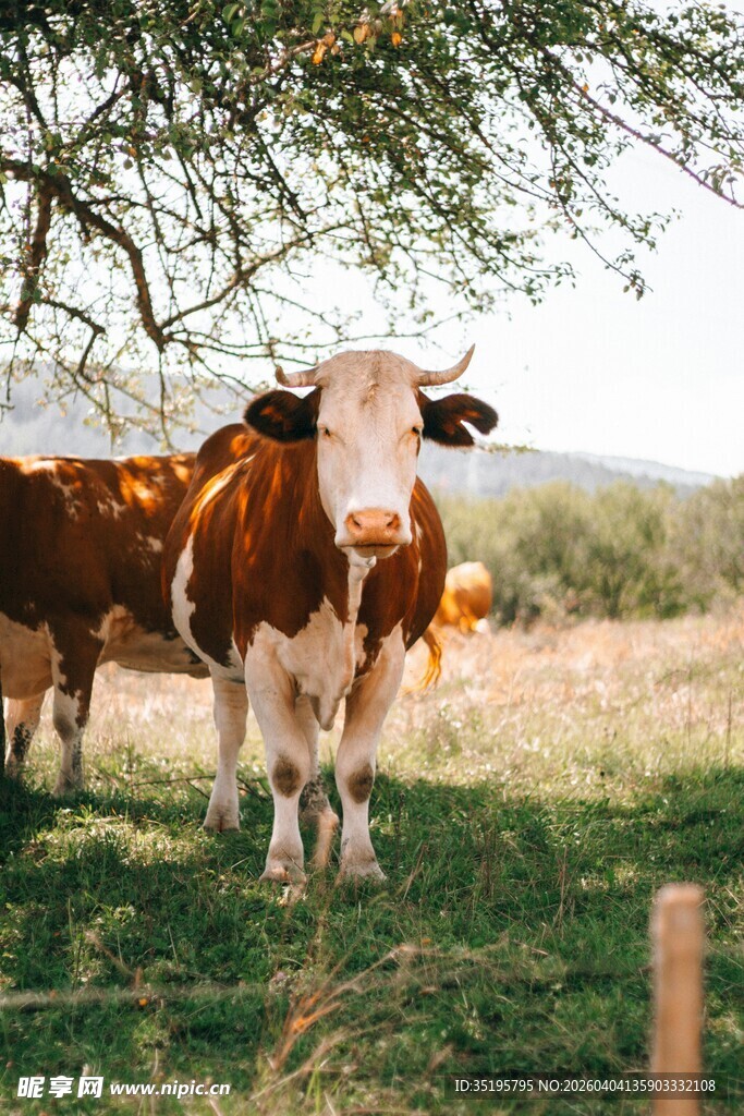 草地上的棕白相间牛群