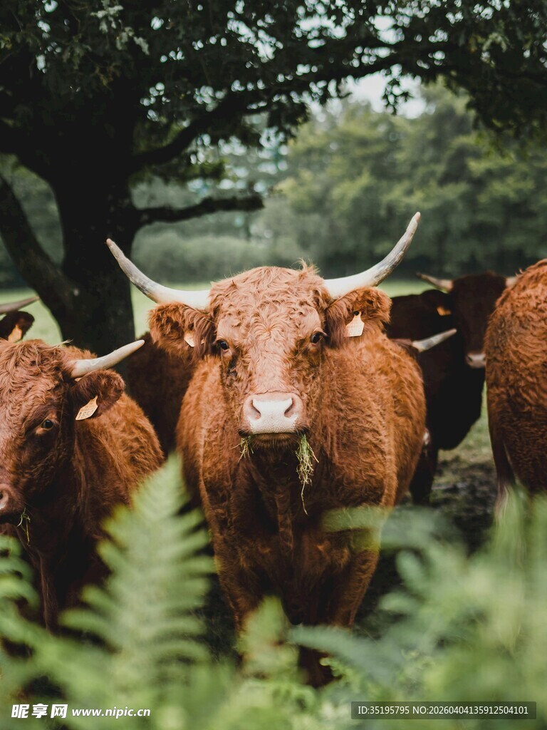 林间褐牛尽显自然野趣