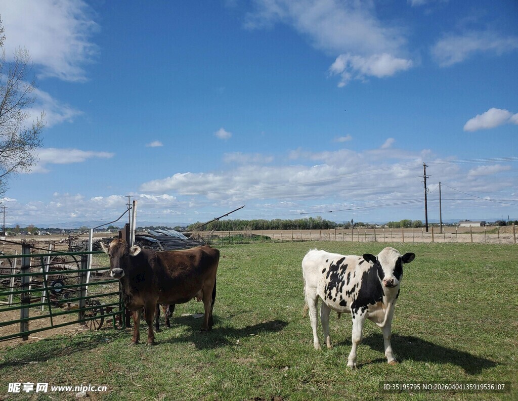 田野中的两头牛