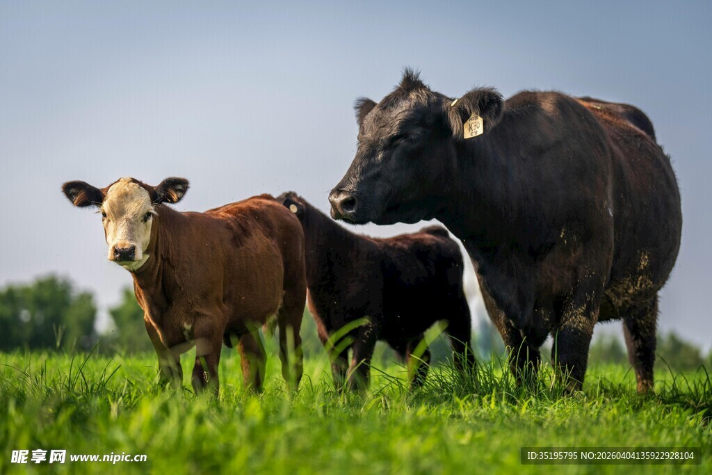 田野中的几头可爱奶牛