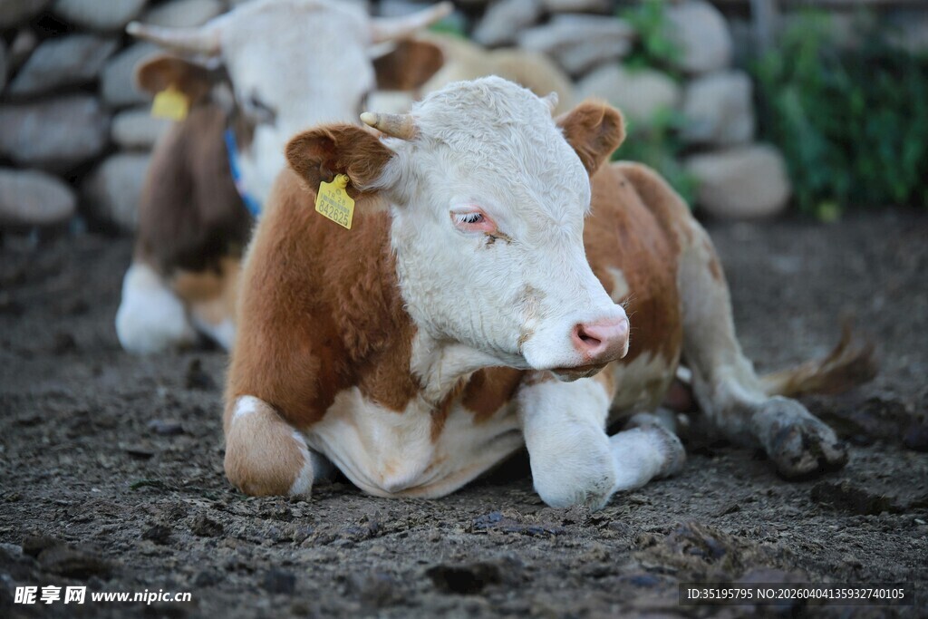 卧地奶牛特写