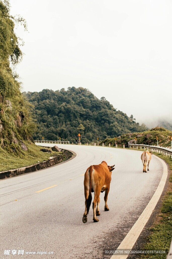 公路上漫步的两头牛