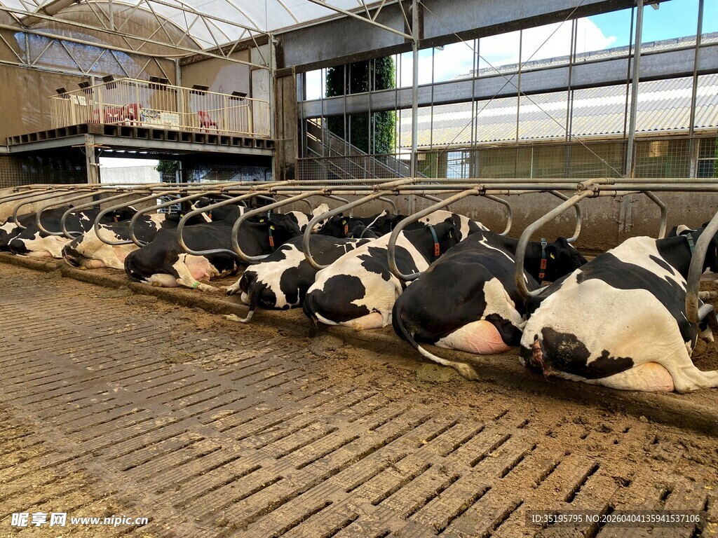 牛舍内的奶牛整齐排列