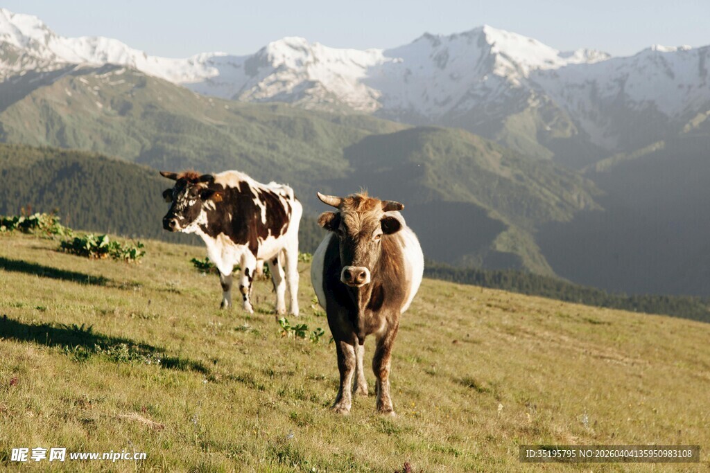 高山牧场上的两头牛