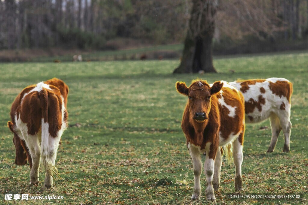 田园中的几头花色奶牛