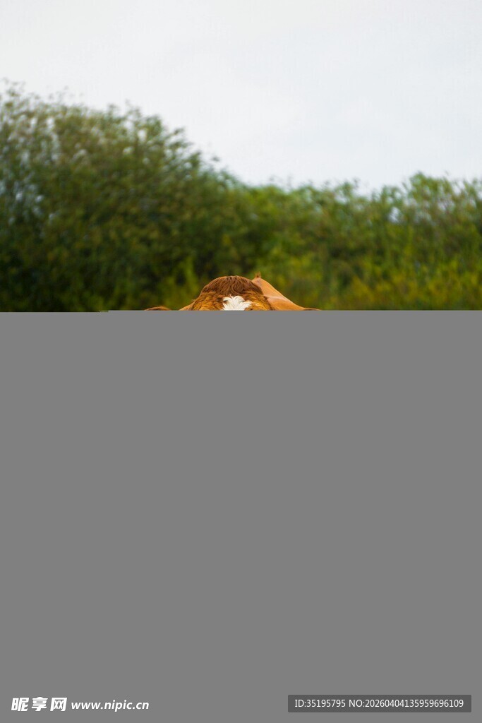 林间隐约可见的橙色物体