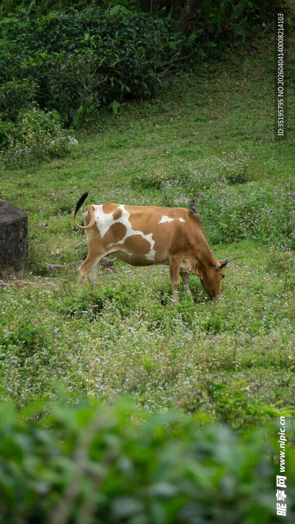 田园中悠闲吃草的两头牛