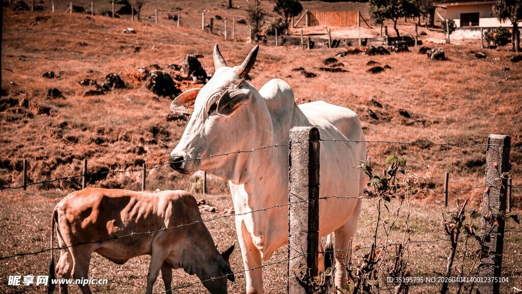 田野中的母牛与小牛