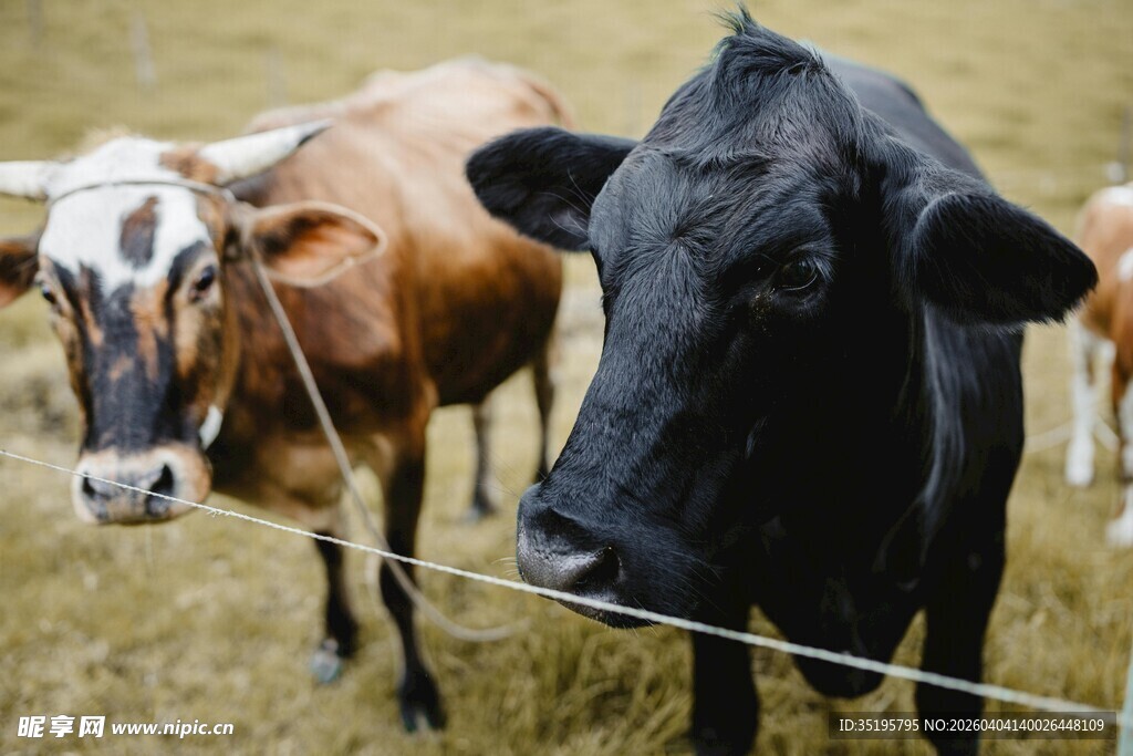 围栏边的几头奶牛