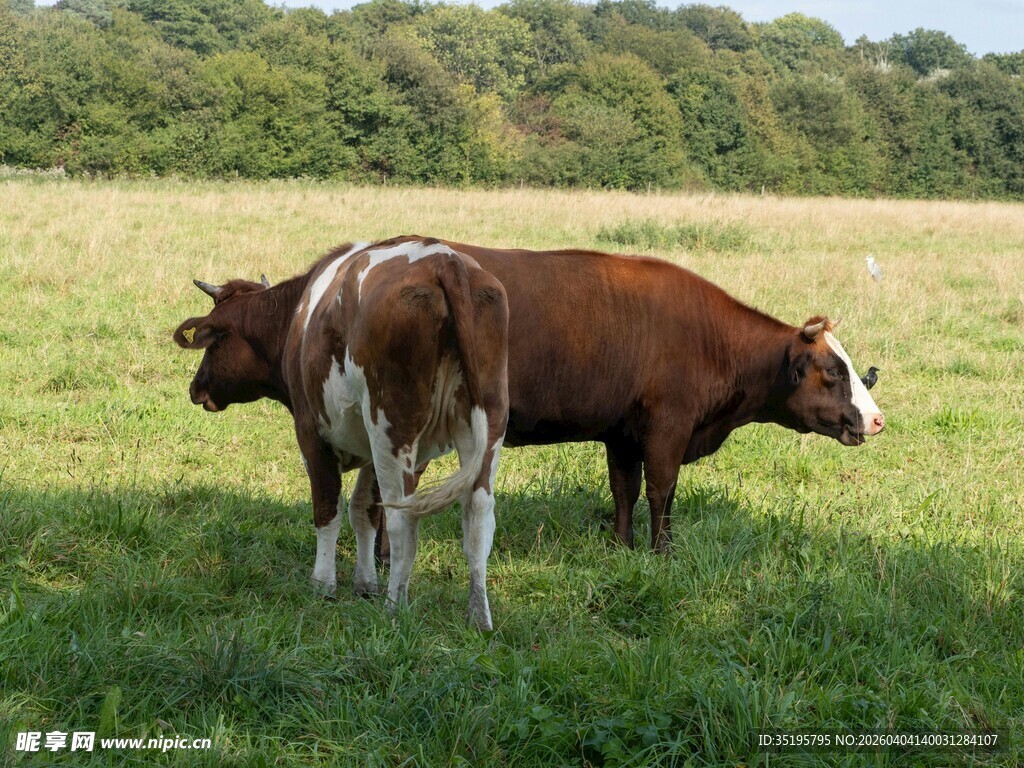 草地上的两头牛