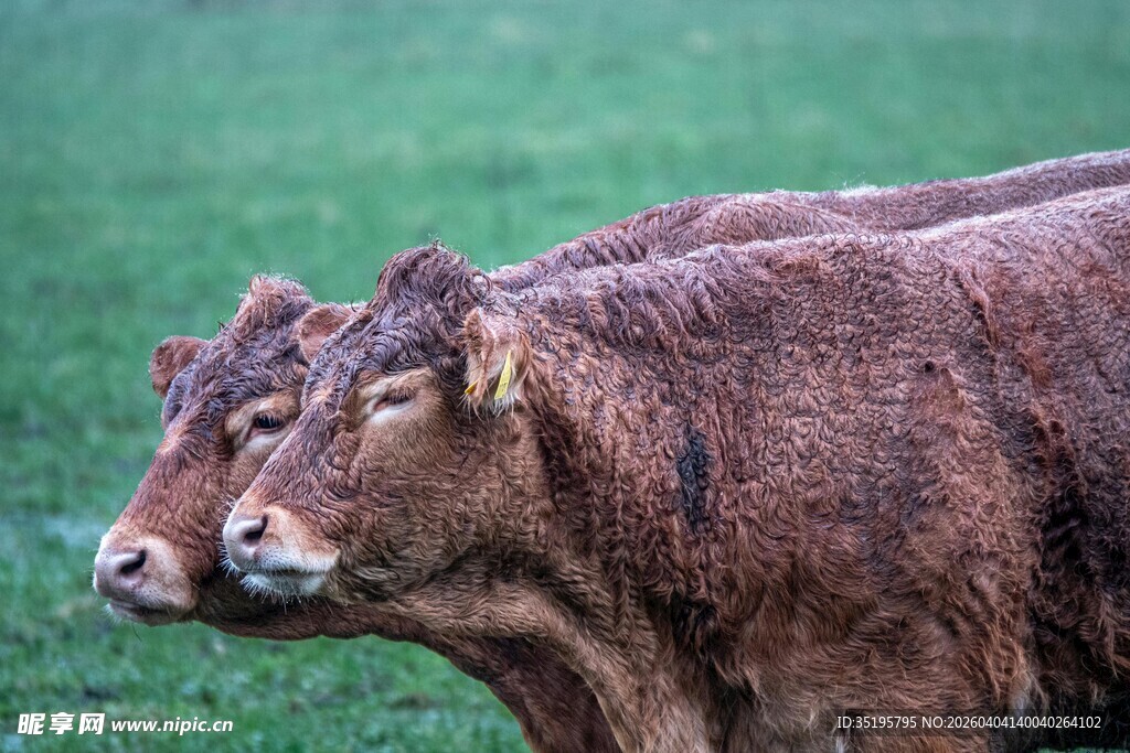 草地上的两头棕色牛