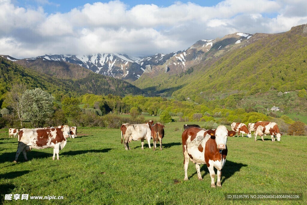 草原上的牛群与壮丽山景