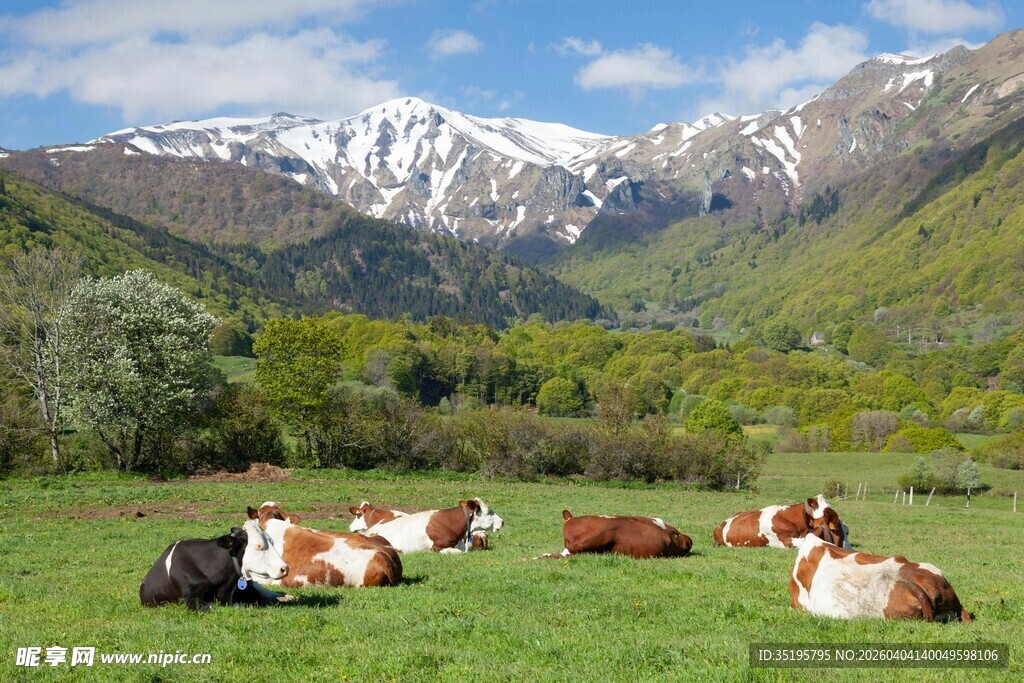 草原上休憩的牛群与雪山