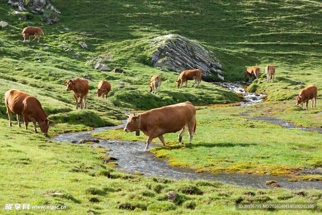 山间草地牛群悠然觅食