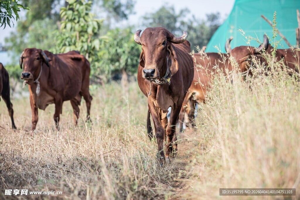 田野中的棕色牛群
