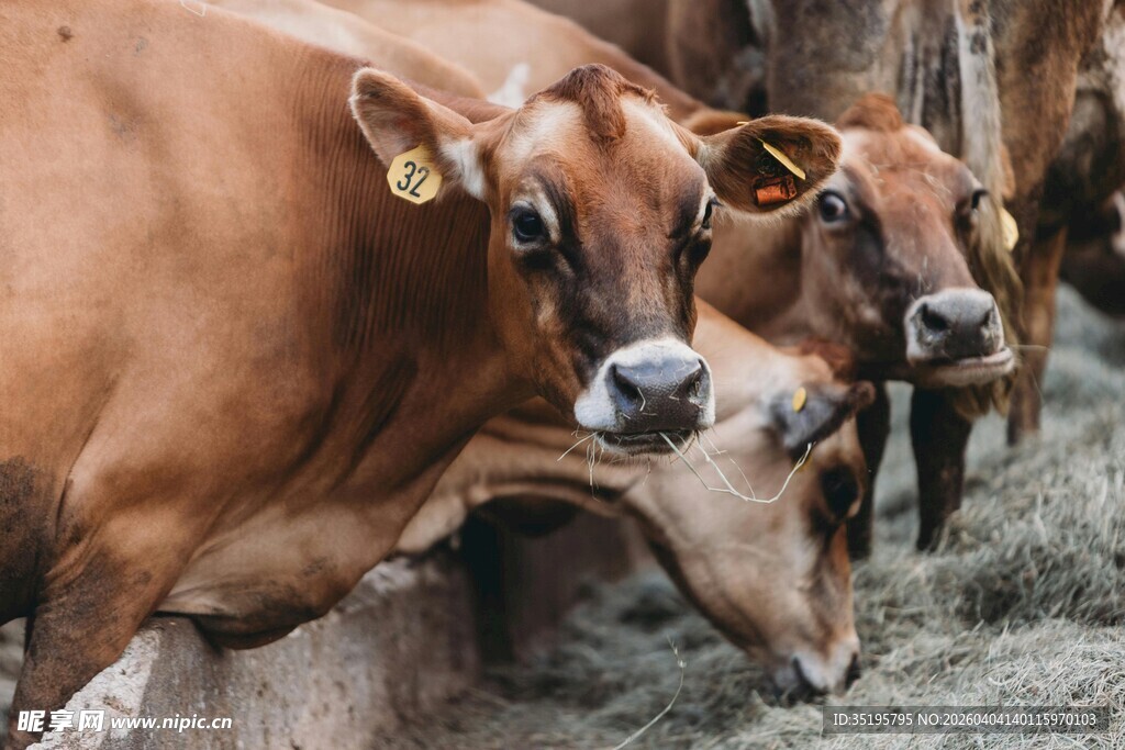 牛群进食场景