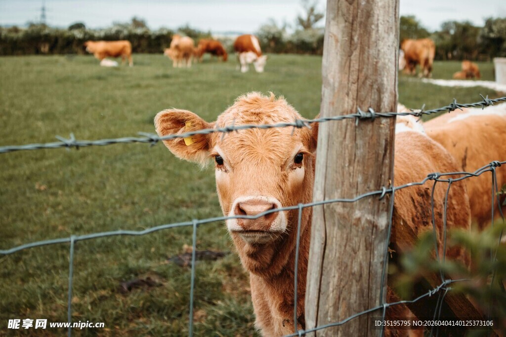 围栏边好奇张望的小黄牛