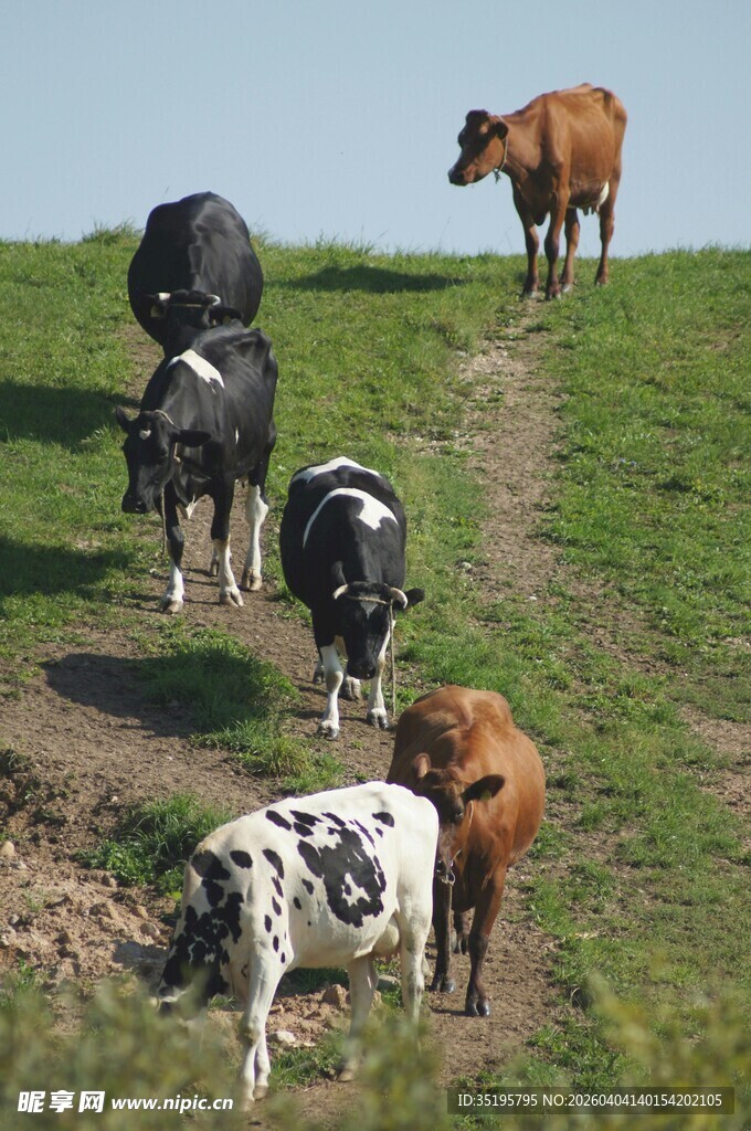 牛群漫步于绿意山坡
