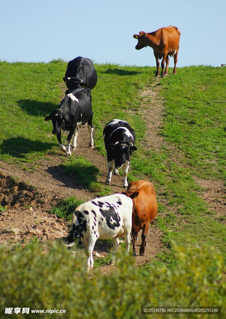 牧场上的多彩牛群