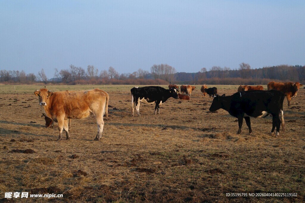 田野中的牛群