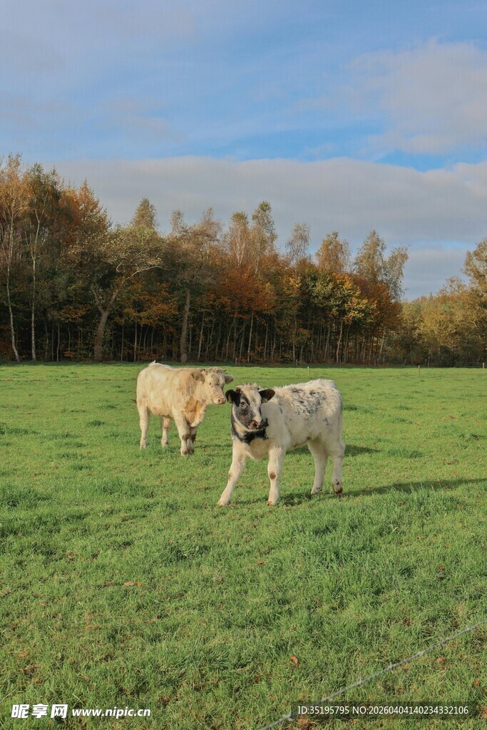 草地上的两头可爱小牛