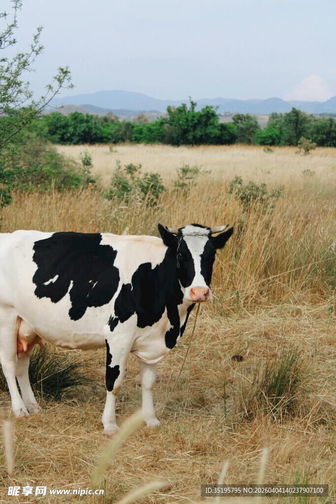 田野中的黑白花奶牛