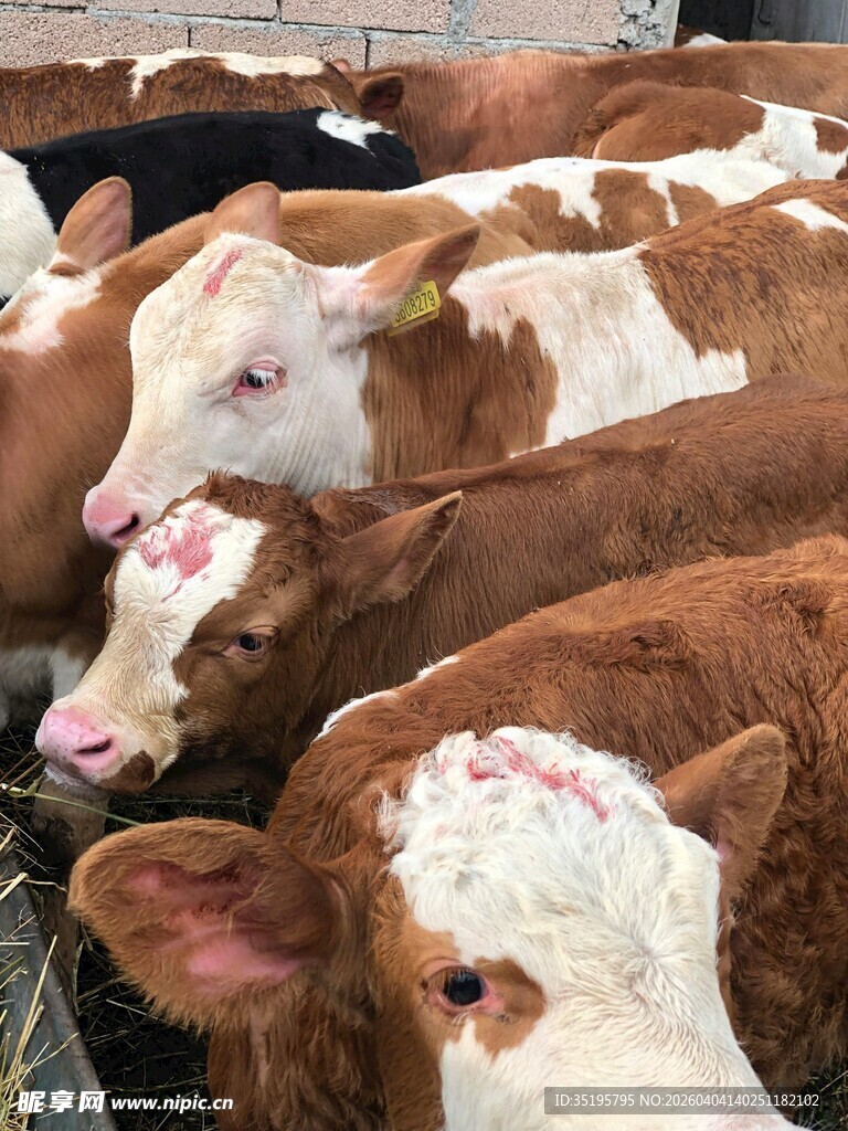 一群棕白相间的奶牛