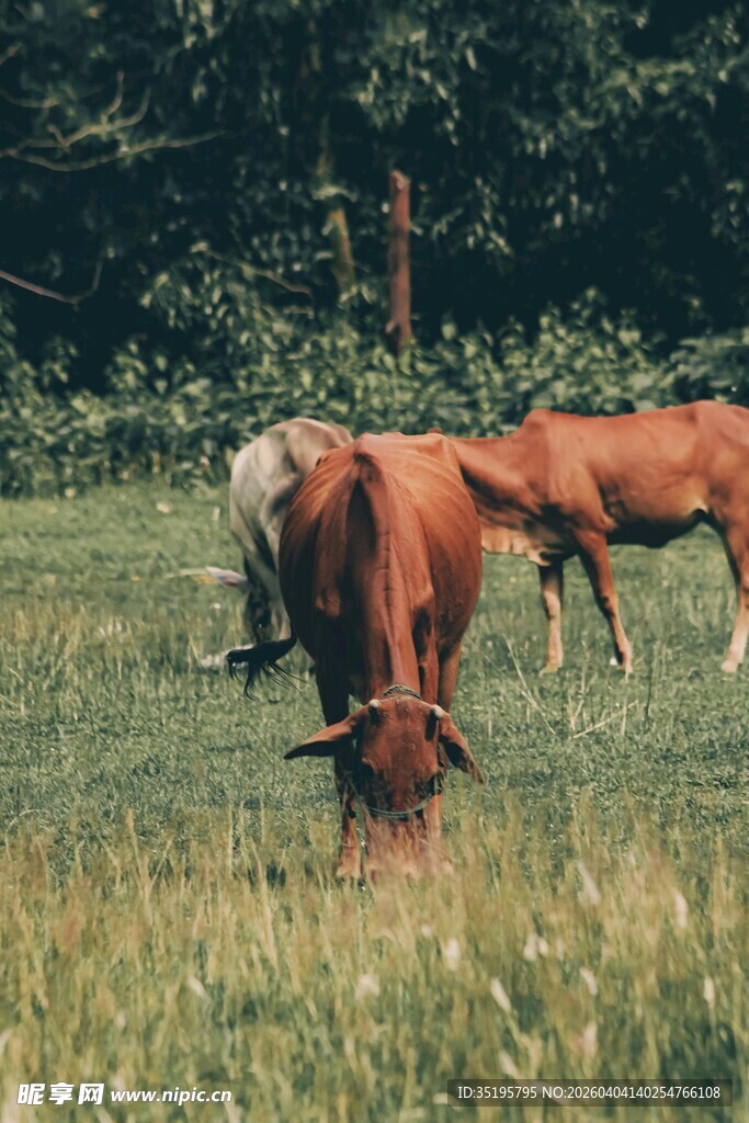 田野中低头吃草的棕色耕牛