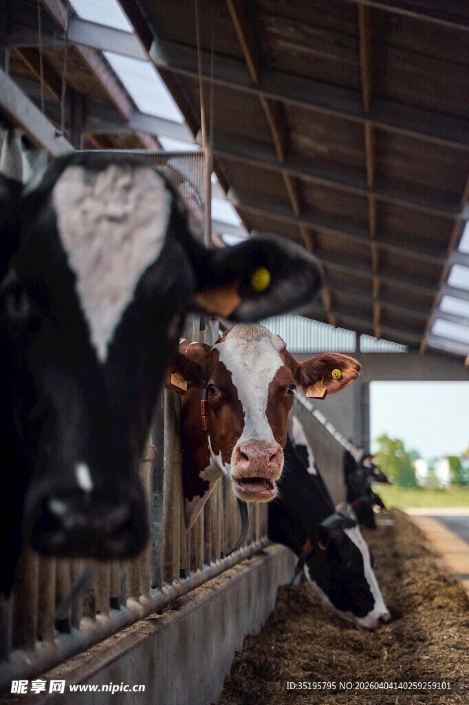 牛舍中探头的奶牛